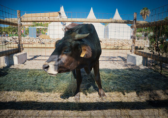 a black cow at an exhibition