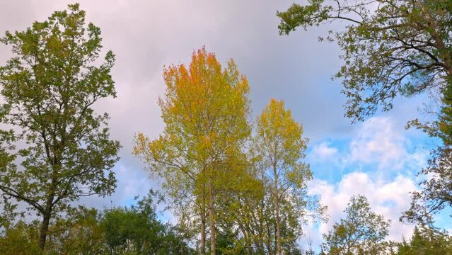 View of autumn forest with yellow trees on backdrop of blue sky with white clouds. 
