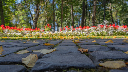 Autumn yellow leaves on the paving stones of a walking path in the park against the background of red flowers in a flowerbed and tree trunks. Autumn background for your inspiration.