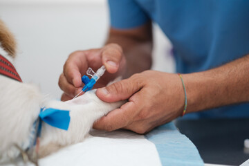 Hands of a veterinarian placing an intravenous line to be able to perfuse serum in surgery....