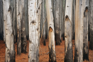 Gray and Brown Tree Trunks