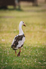 duck in the grass
