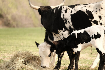 Spotted corriente cow herd on farm with baby calf closeup eating hay.