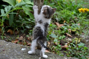 Fototapeta na wymiar a little colorful kitten climbs a tree