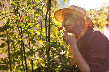 Senior woman smelling tomato in urban garden. Elderly woman taking care of tomatoes in raised beds...