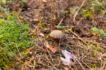 Jersey Cow mushroom among pine needles and moss on a sunny day in an autumn forest.  Close-up. Selective focus. Suillus bovinus. Bovine bolete. Kreminna Nature Reserve, Lugansk reg., Ukraine.