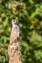 Meerkat - Suricata suricatta standing on a stone guarding the surroundings in sunny weather. Photo has nice bokeh.