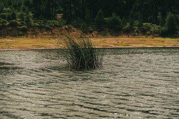 Lake inside the forest, surrounded by green and ocher colors.