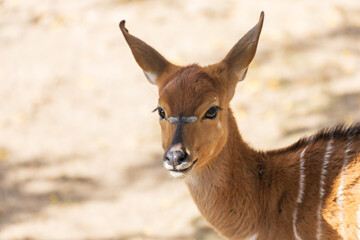 Southern Nyala - Tragelaphus angasii in sunny weather on a meadow.
