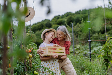 Grandmother with granddaughter with crate full of vegetables. Concept of importance of grandparents - grandchild relationship. Intergenerational gardening.
