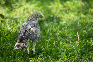 A crested hawk eagle protecting its prey
