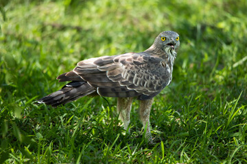 A closer look of a crested hawk eagle with its prey
