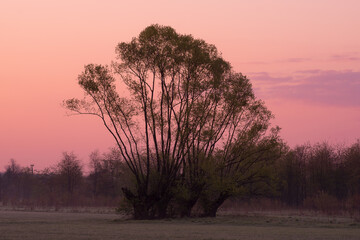 Field willows at sunrise