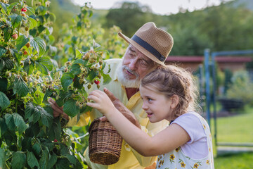 Grandfather with granddaughter granddaughter picking rasberries from the bush. Concept of...