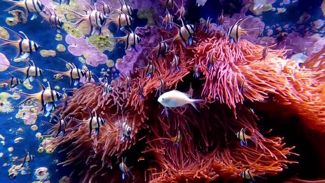 corals, shrimps and fish are not the only inhabitants of the seas and oceans on this planet