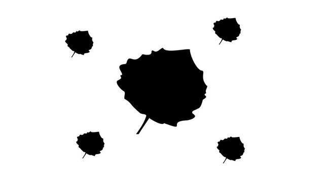 Zoom in and out animation the aspen leaf symbol. Large black symbol in the center and four small symbols around. Seamless looped 4k animation on white background