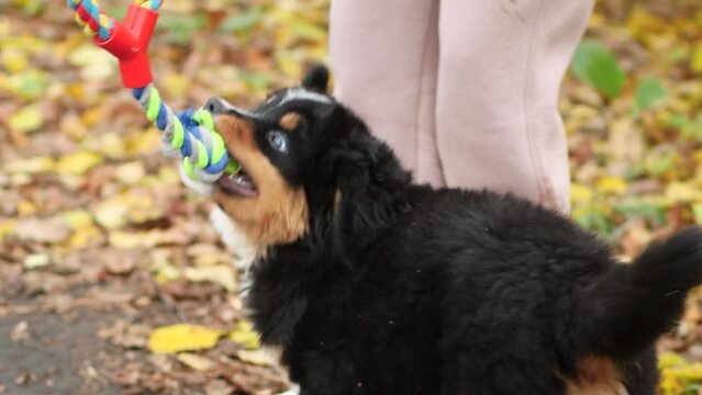 A puppy of the Bernese Mountain Dog breed plays with his owner, tug-of-war with a toy rope.