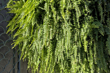hanging ferns in planter (decorative plant, fern in hung basket) close up, detail (nature, green, beautiful decoration) design, outdoor