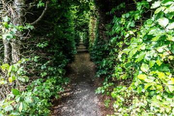 A narrow leafy covered walkway in Strokestown Park, Roscommon, Ireland.