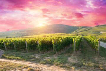 Naklejka premium Extra wide panoramic shot of a summer vineyard shot at sunset. High quality photo