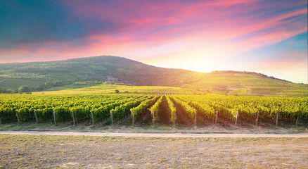 Extra wide panoramic shot of a summer vineyard shot at sunset. High quality photo