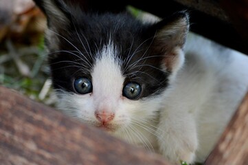 a little kitten with blue eyes