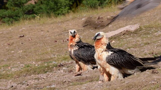 Bearded Vulture, Gypaetus barbatus in the Pyrenees, Spain.