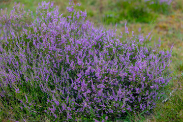 Selective focus of purple flowers in the filed, Calluna vulgaris (heath, ling or simply heather) is the sole species in the genus Calluna, Flowering plant family Ericaceae, Nature floral background.