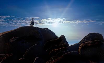Sea Gull Resting on Large Rocks, on Cabo San Lucas Beach, during Sunset