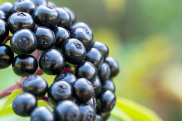 Black ripe berries of sambucus nigra on a branch close-up. Black elderberry bush with fruits in the...