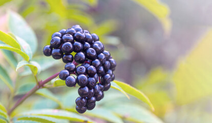 Black ripe berries of sambucus nigra on a branch close-up. Black elderberry bush with fruits in the forest.