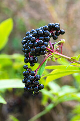 Black ripe berries of sambucus nigra on a branch close-up. Black elderberry bush with fruits in the forest.