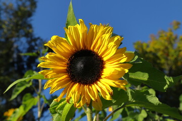 Sunflower in October. Late blossom. Autumn day feels like summer. Close up and isolated. Stockholm,...