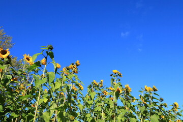 Sunflowers in October. Late blossom. Autumn day feels like summer. Stockholm, Sweden.