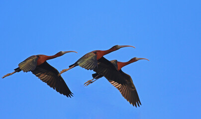 Obraz premium Tucker bird on the sky