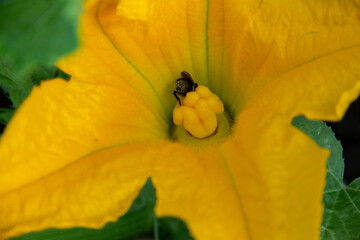 yellow tulip on green background