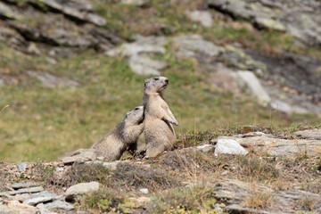 two young groundhogs playing together, really too funny