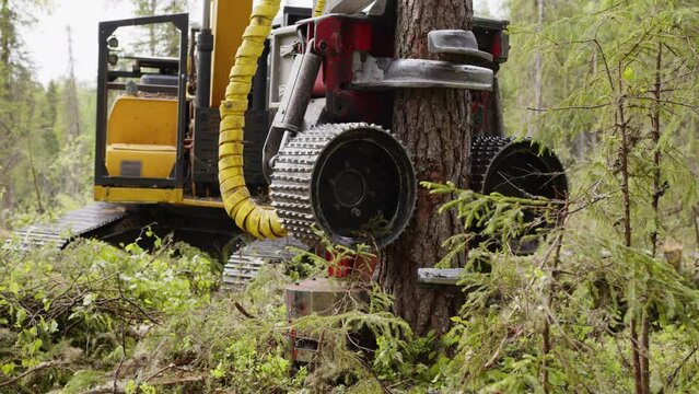 Forestry harvester head cutting, gripping and processing trees in a boreal forest. Heavy logging machinery fells trees, removes branches and cuts logs into sections of required length.