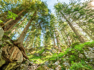 Lonely Hike through the Berchtesgaden green nature 