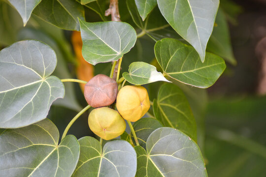 Thespesia populnea, commonly known as the portia tree with fruits on a branch. 