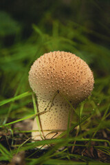 mushroom in the grass