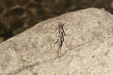 An empty chitinous covering after the molting of a Plecoptera nymph