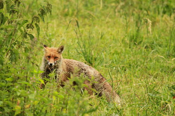renard avec un campagnol dans la gueule