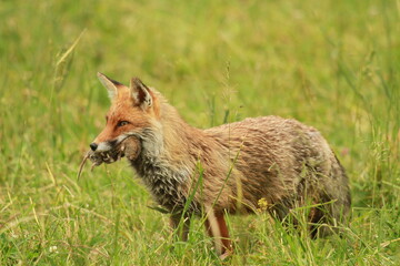 renard avec un campagnol dans la gueule