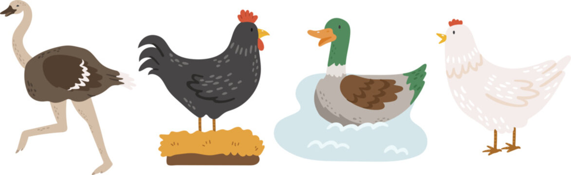 Farm Birds animals vector, Abstract baby birds vector, farm baby animals, cute animals isolated