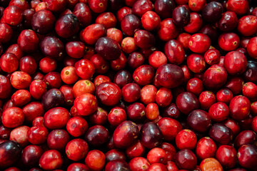 fresh red cranberries for sale
