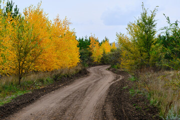 Autumn landscape, road through autumn forest.