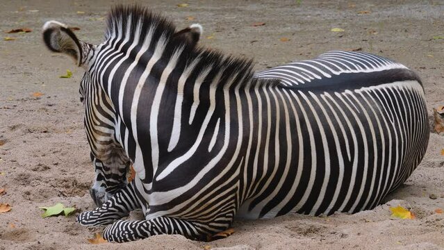Zebra resting on the ground on a sunny day
