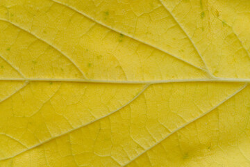Texture yellow maple leaf in macro photograph.