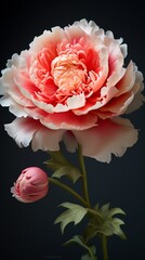 The intricate layers and radiant hue of a fully bloomed peony.